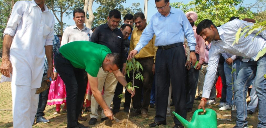 Tree Plantation