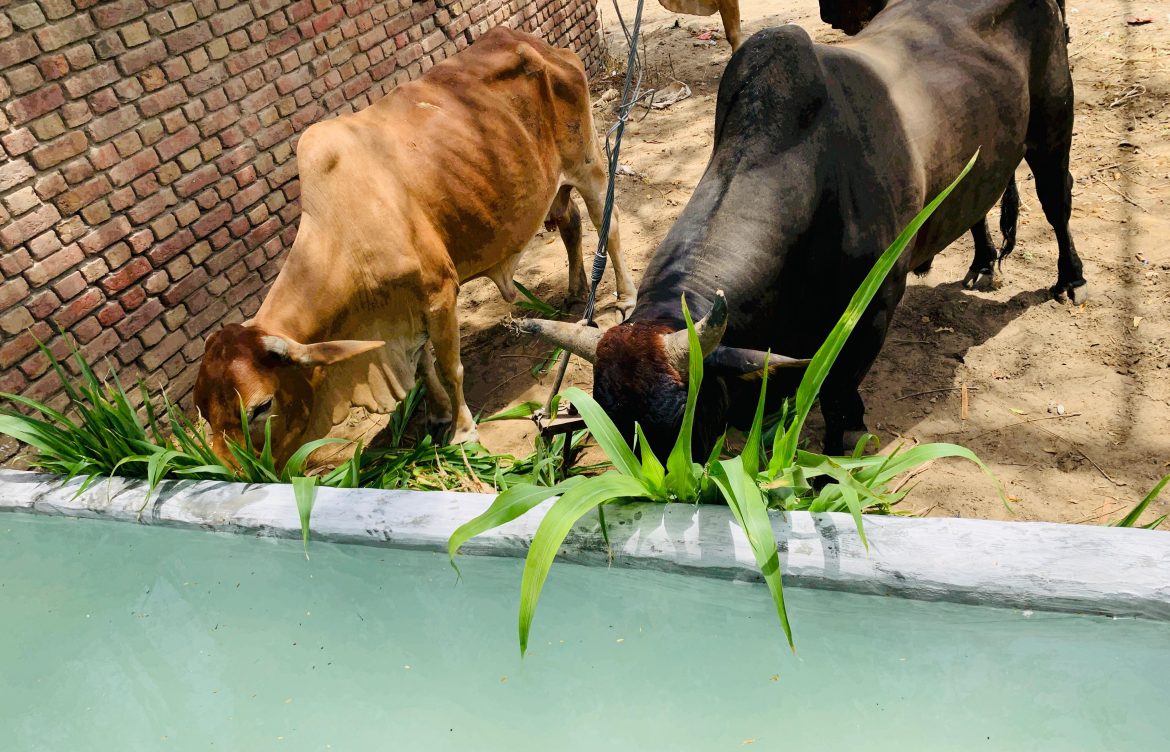 New Drinking Water Khel for Cattle